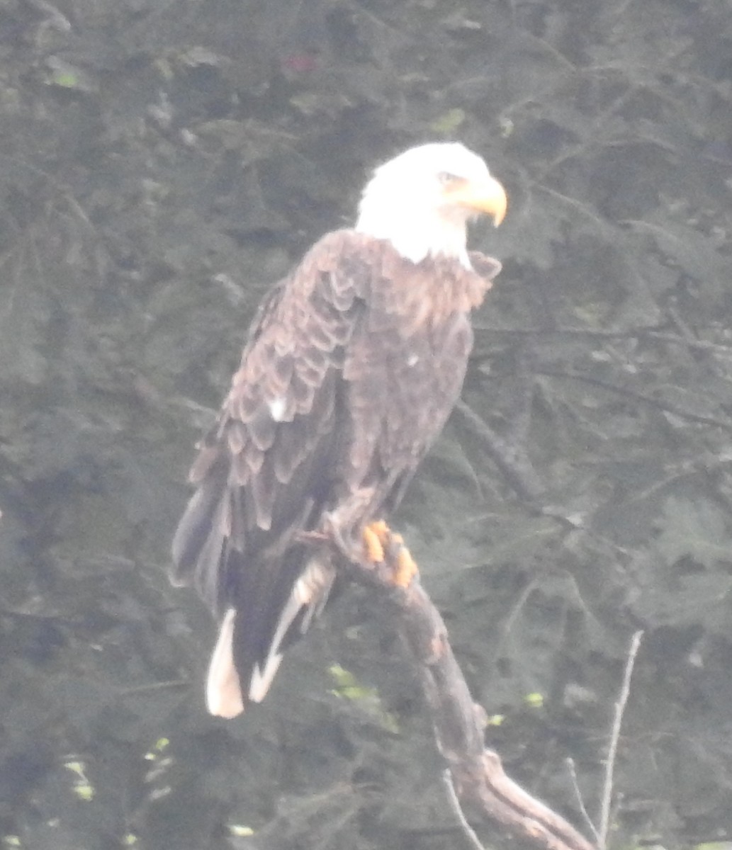 Bald Eagle - ML355245821