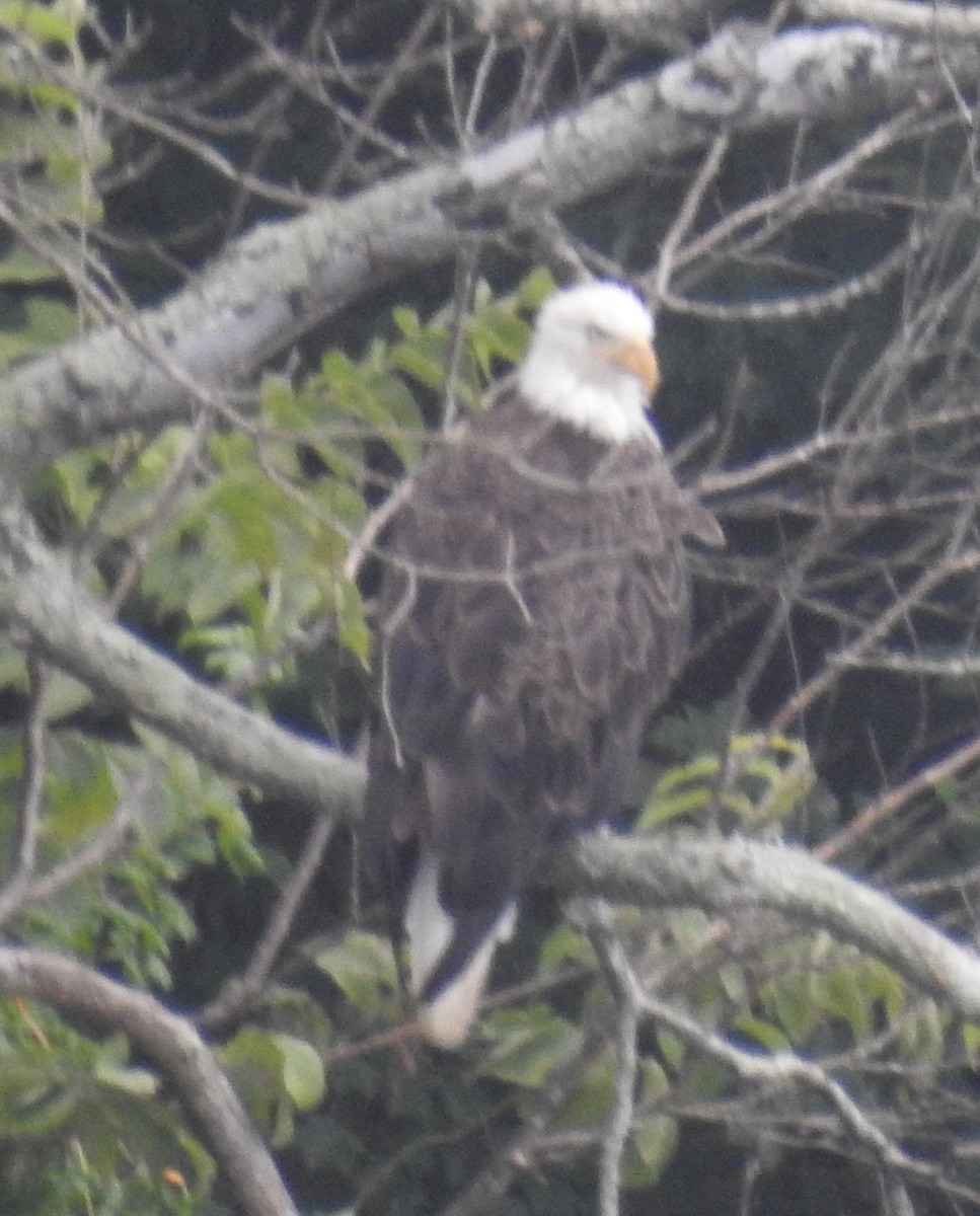 Bald Eagle - ML355246311