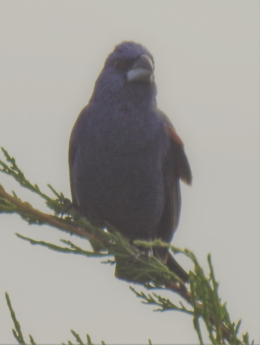 Blue Grosbeak - ML355246441