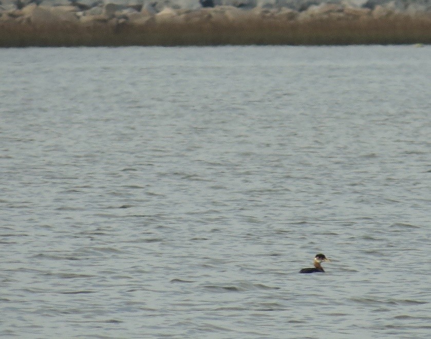 Red-necked Grebe - ML355248101
