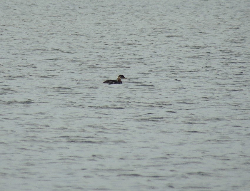 Red-necked Grebe - ML355248121