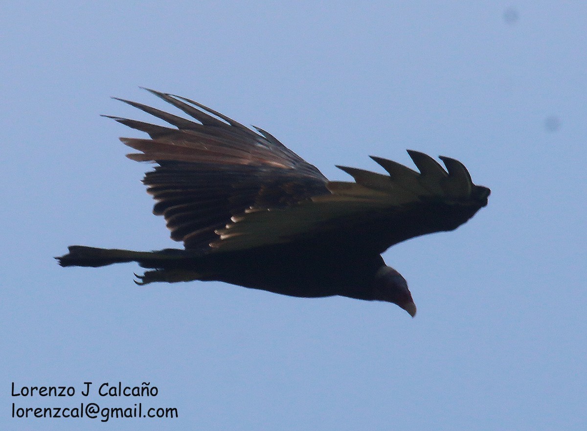 Turkey Vulture - ML355250621