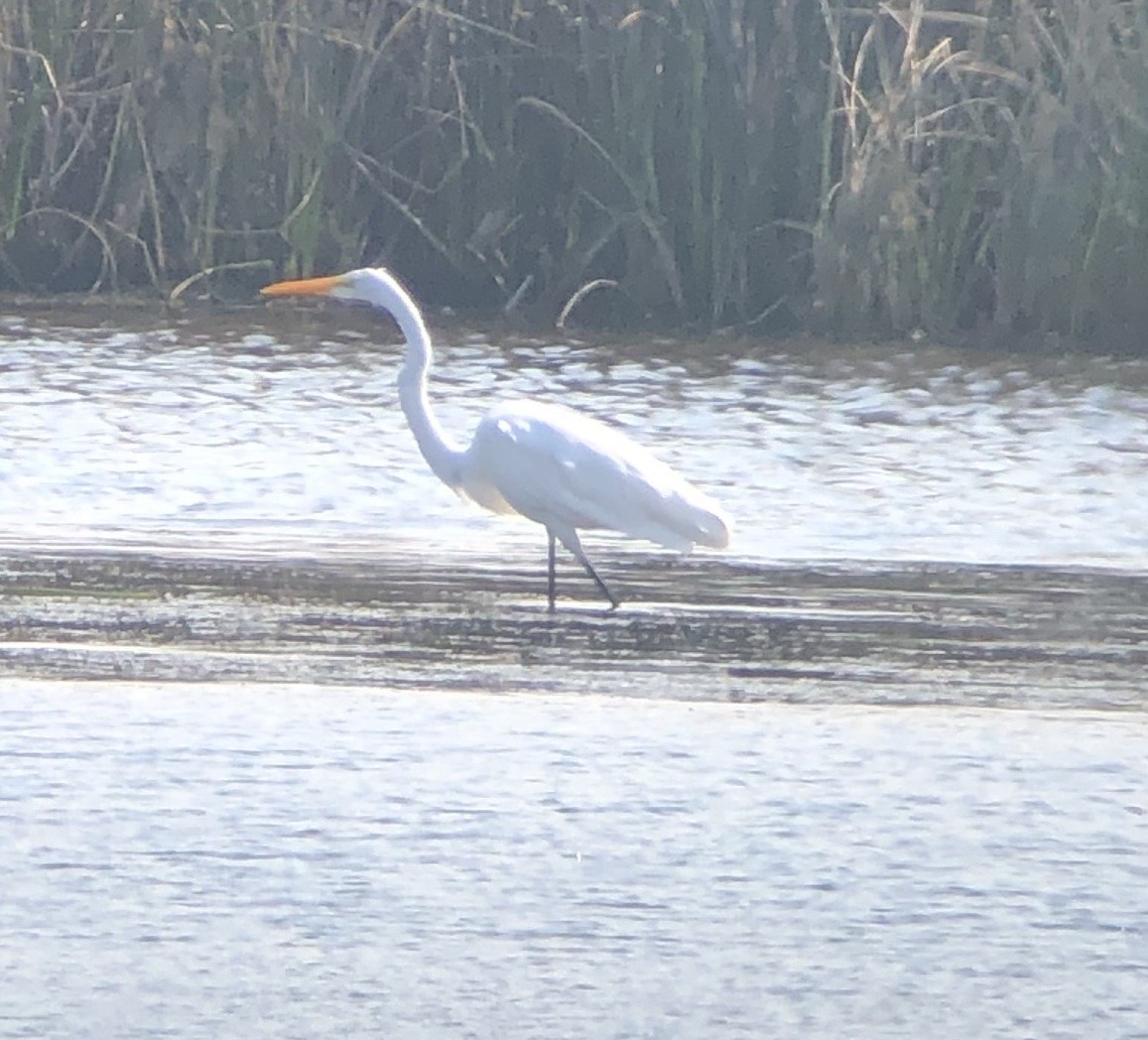 Great Egret - ML355250851