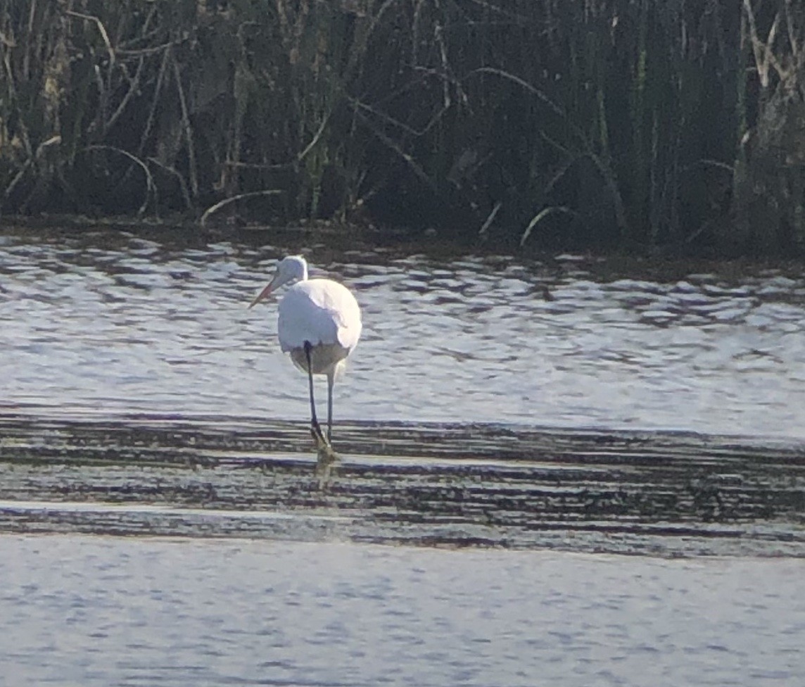 Great Egret - ML355250861