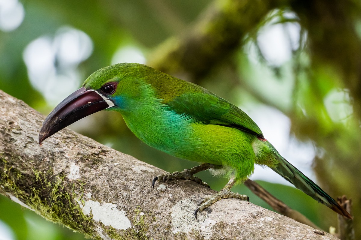 Crimson-rumped Toucanet - ML355251021