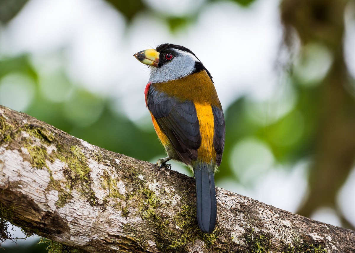 Toucan Barbet - ML355251041