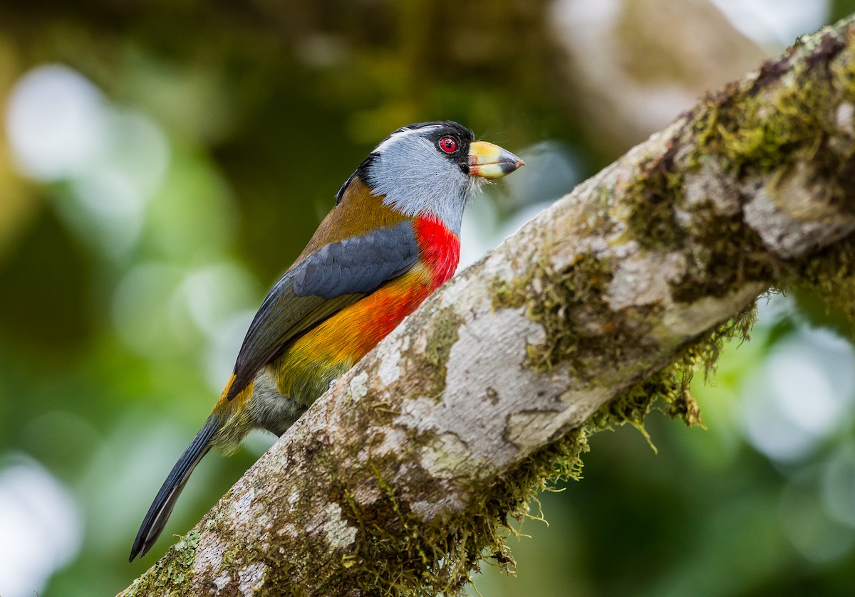 Toucan Barbet - ML355251141