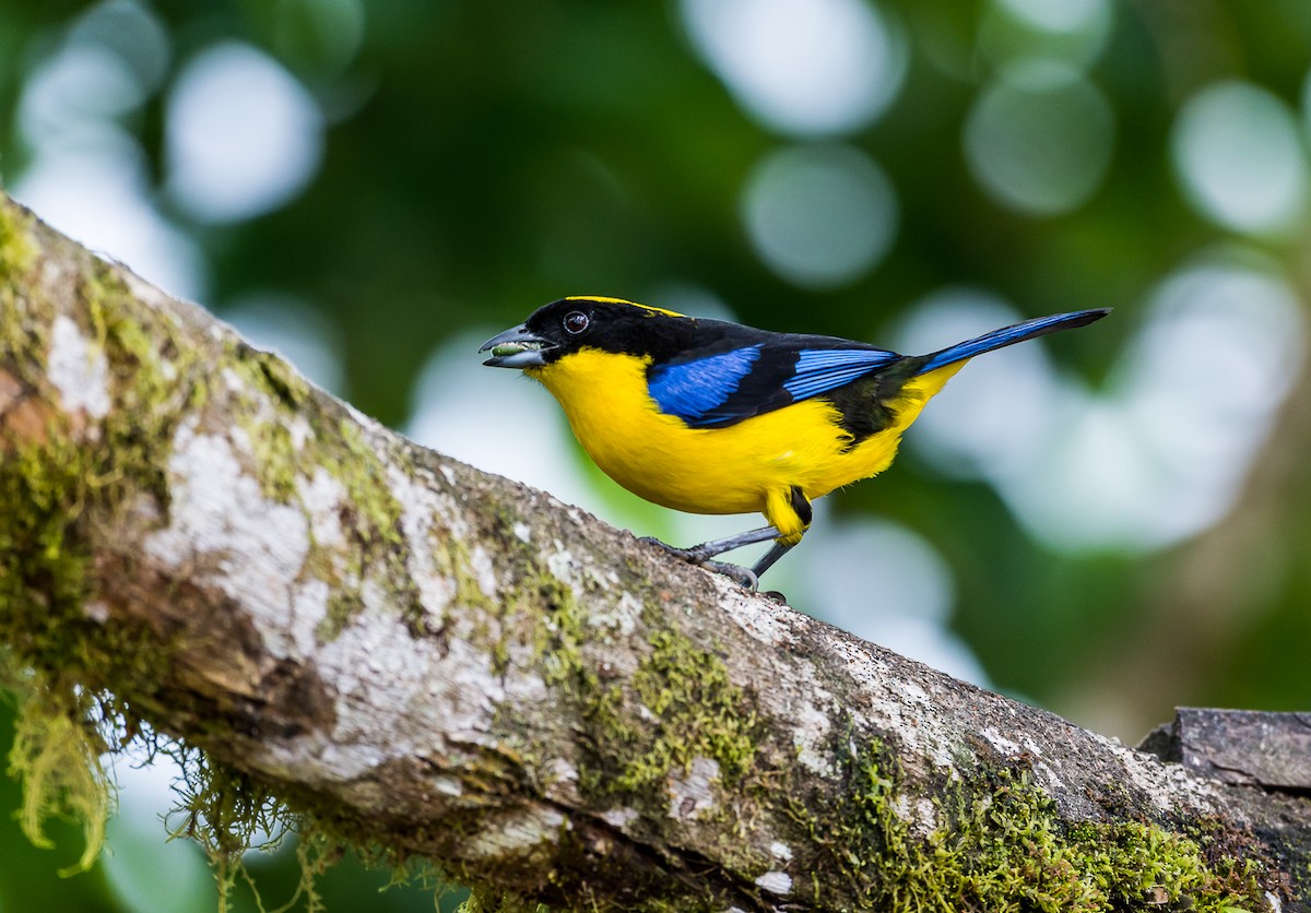 Blue-winged Mountain Tanager - Lisa & Li Li