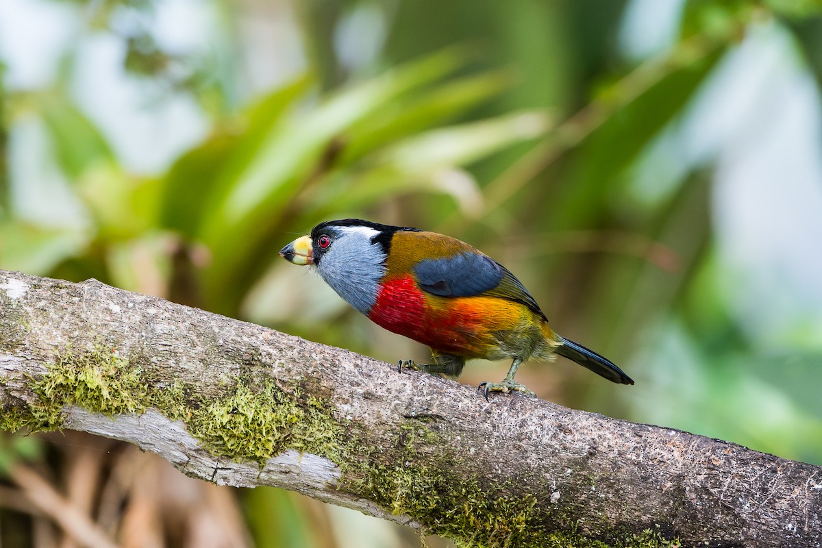 Toucan Barbet - ML355251811