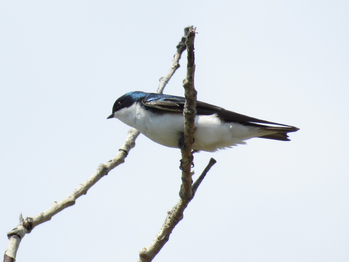 Golondrina Bicolor - ML355252101