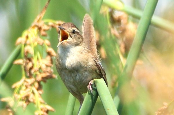 Marsh Wren - ML355252651