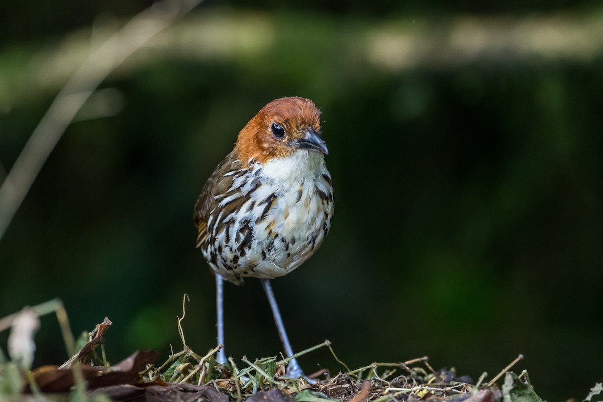 Chestnut-crowned Antpitta - ML355252971