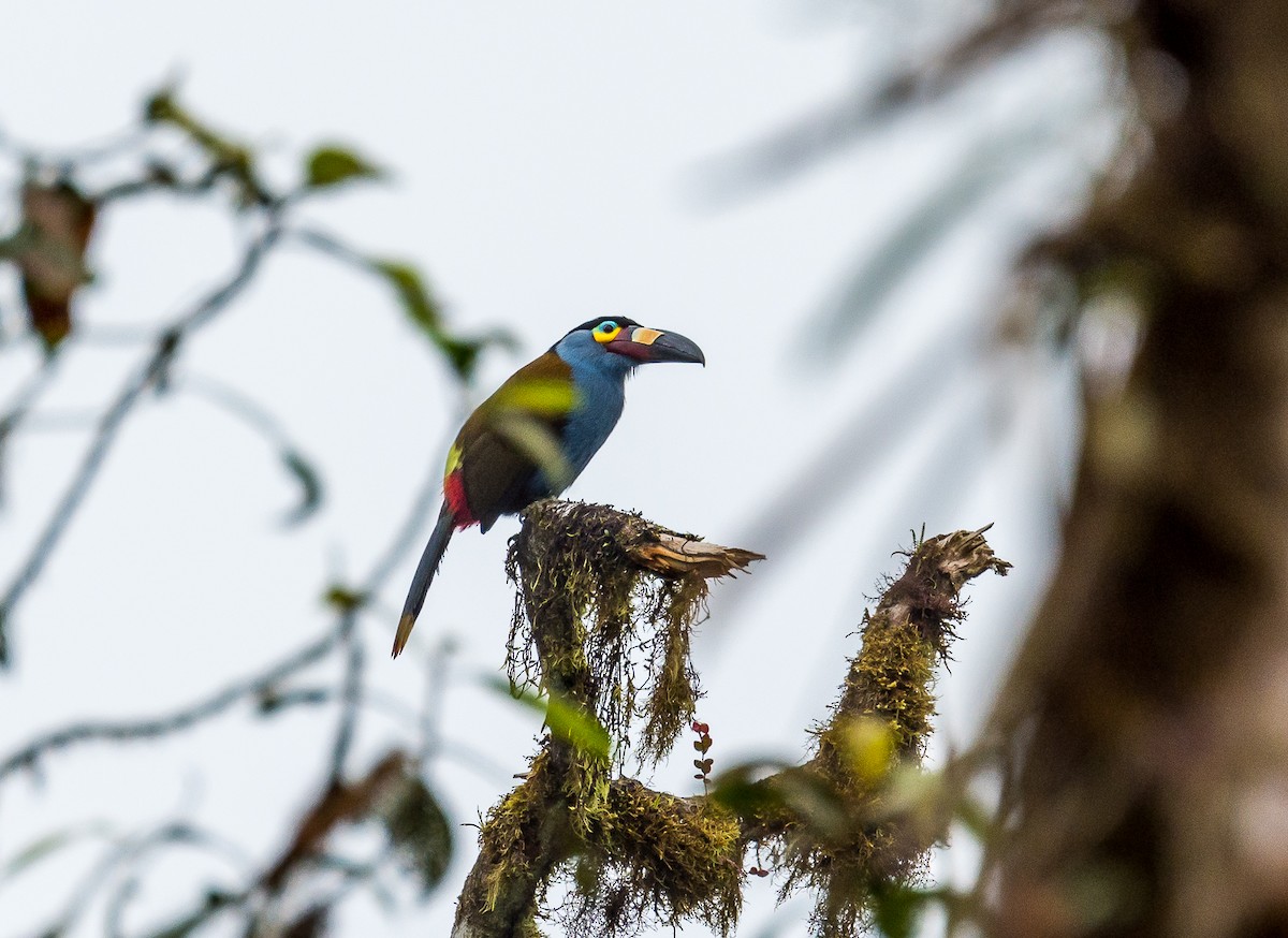 Plate-billed Mountain-Toucan - ML355253141