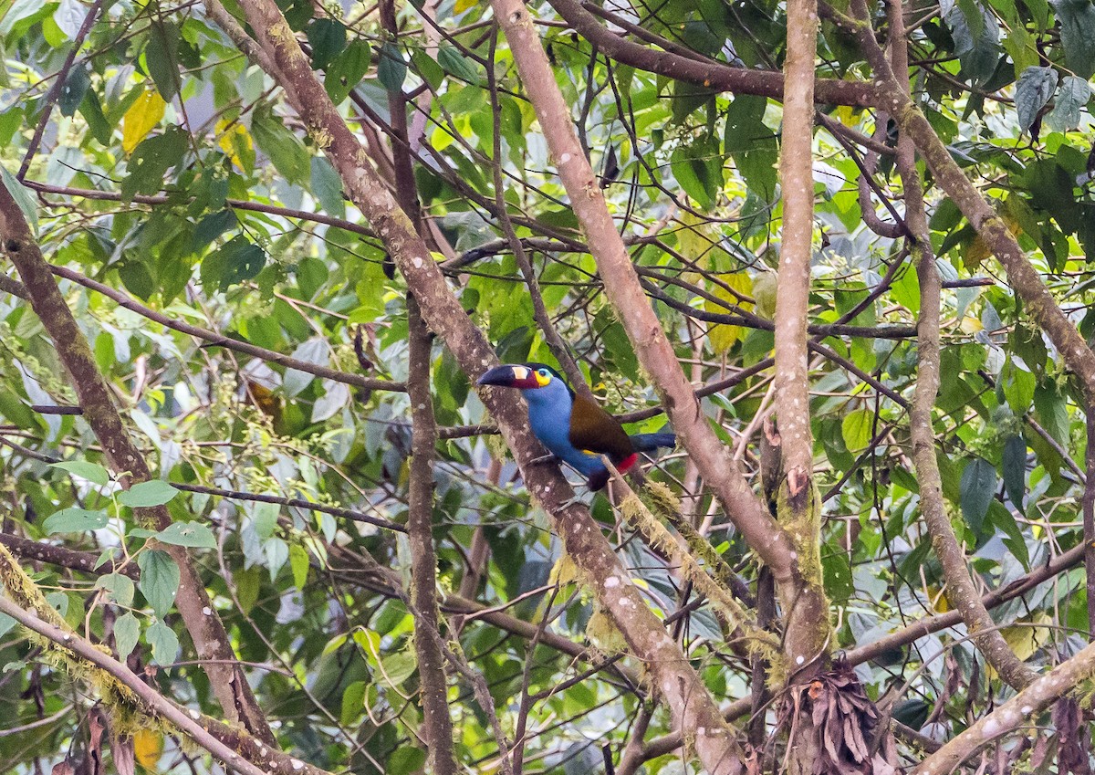 Plate-billed Mountain-Toucan - ML355253211