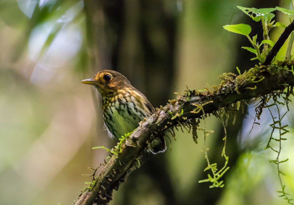 Ochre-breasted Antpitta - ML355253251