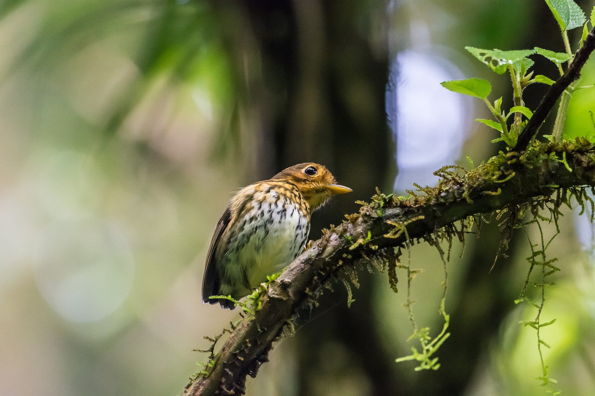 Ochre-breasted Antpitta - ML355253261