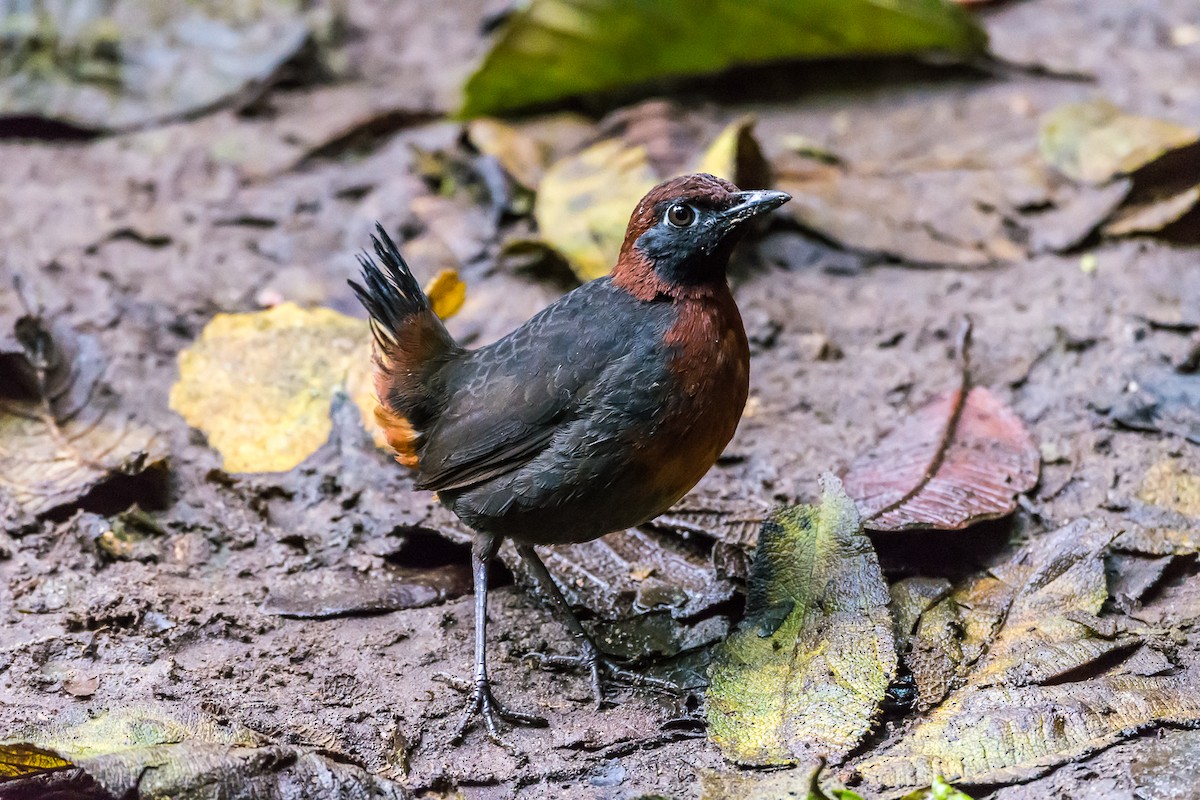 Rufous-breasted Antthrush - ML355253301