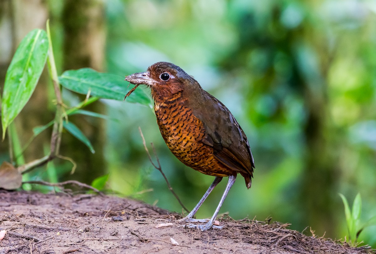 Giant Antpitta - ML355253501