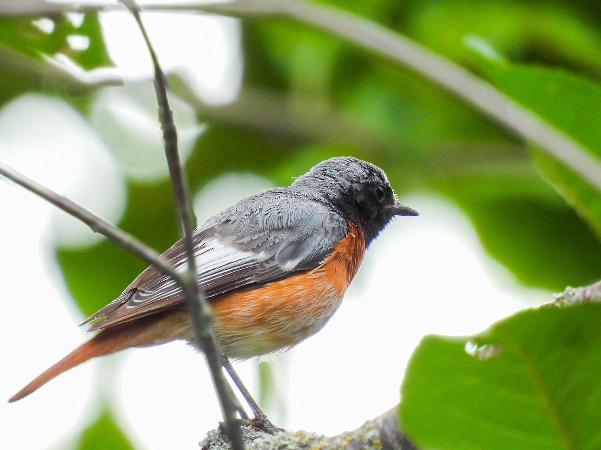 Common Redstart (Ehrenberg's) - ML355253771