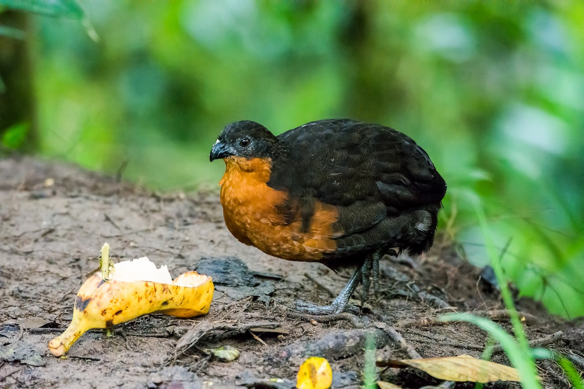 Dark-backed Wood-Quail - ML355253841