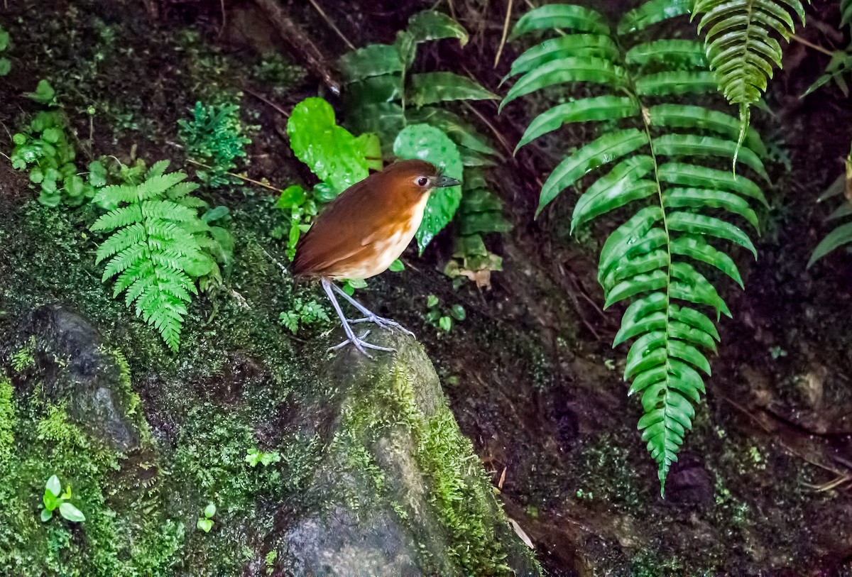 Yellow-breasted Antpitta - ML355253941