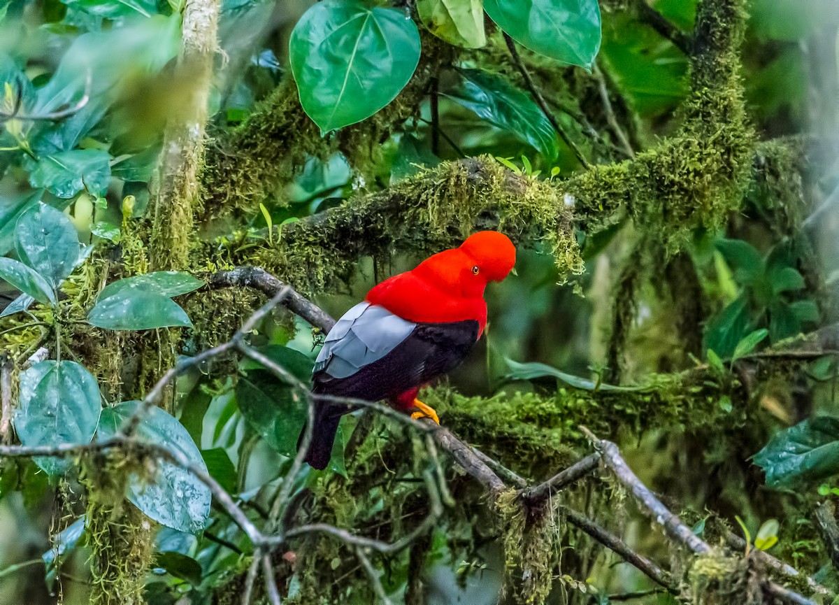 Andean Cock-of-the-rock - ML355254031