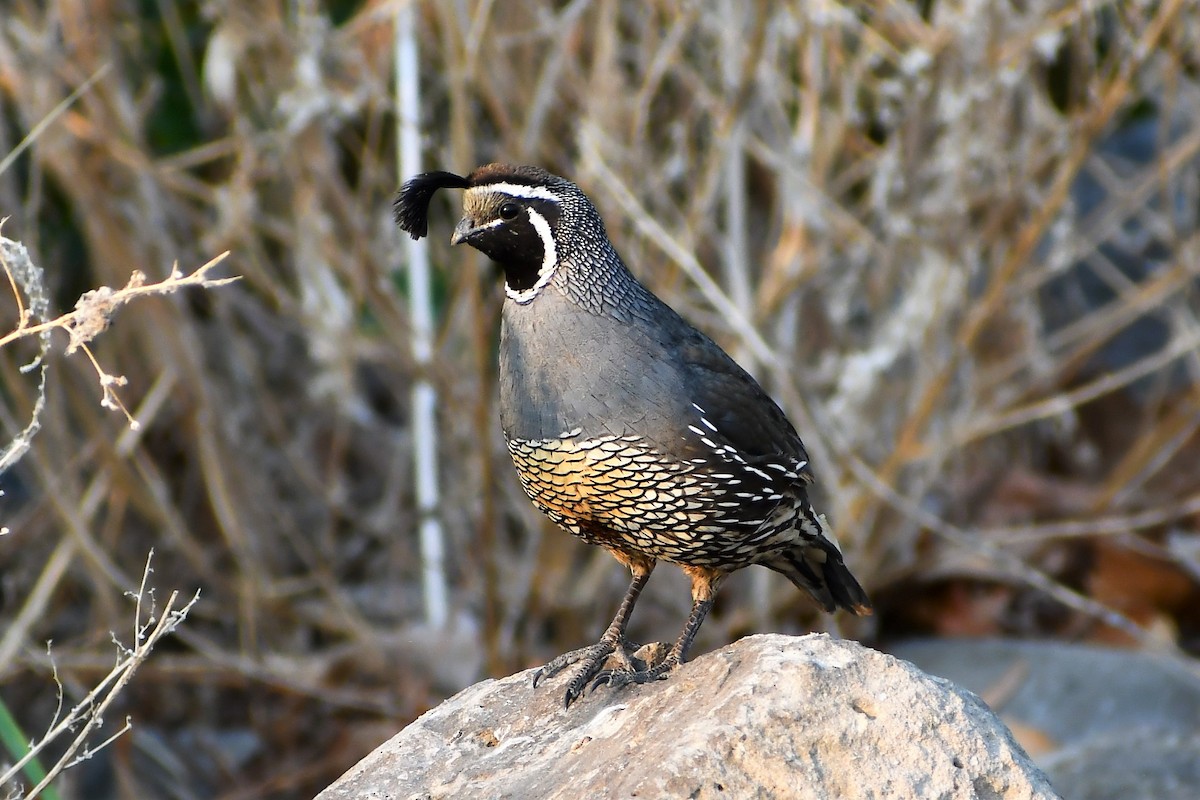 California Quail - ML355254201