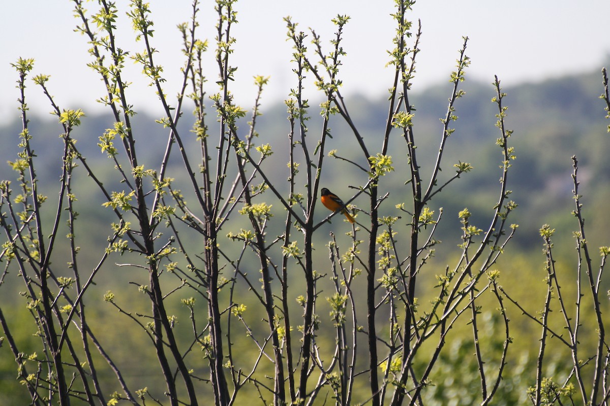 Baltimore Oriole - ML355256841