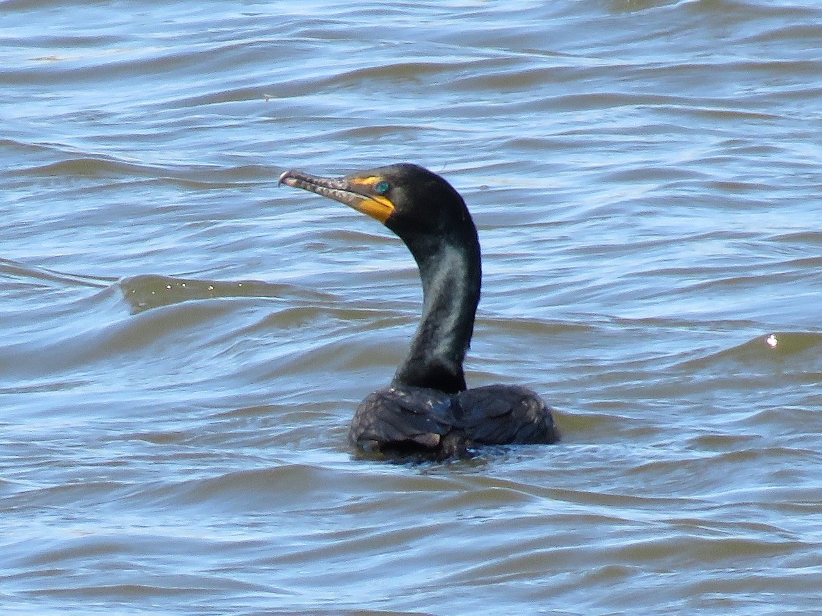 Double-crested Cormorant - Gilbert Côté