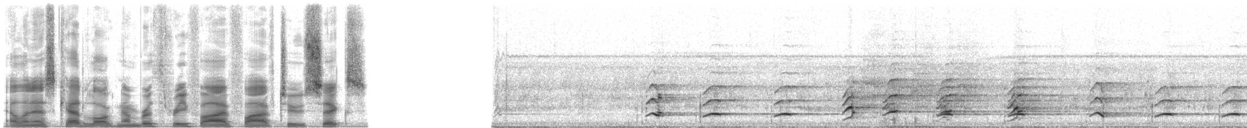 tukan rudozobý (ssp. cuvieri/inca) - ML35526