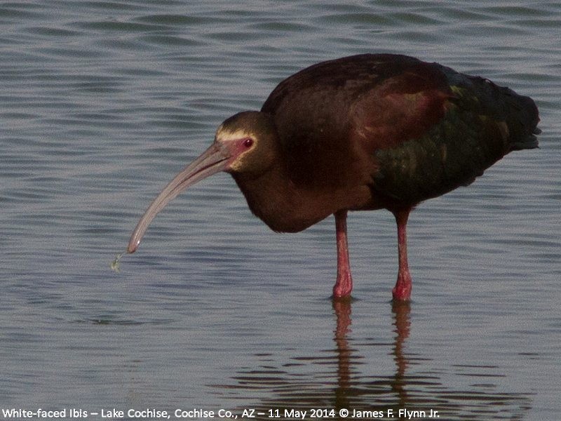 White-faced Ibis - James Flynn