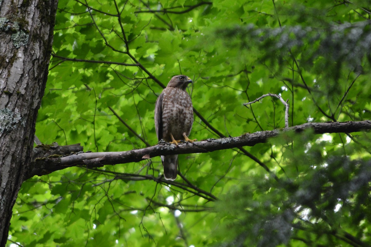 Broad-winged Hawk - ML355263951