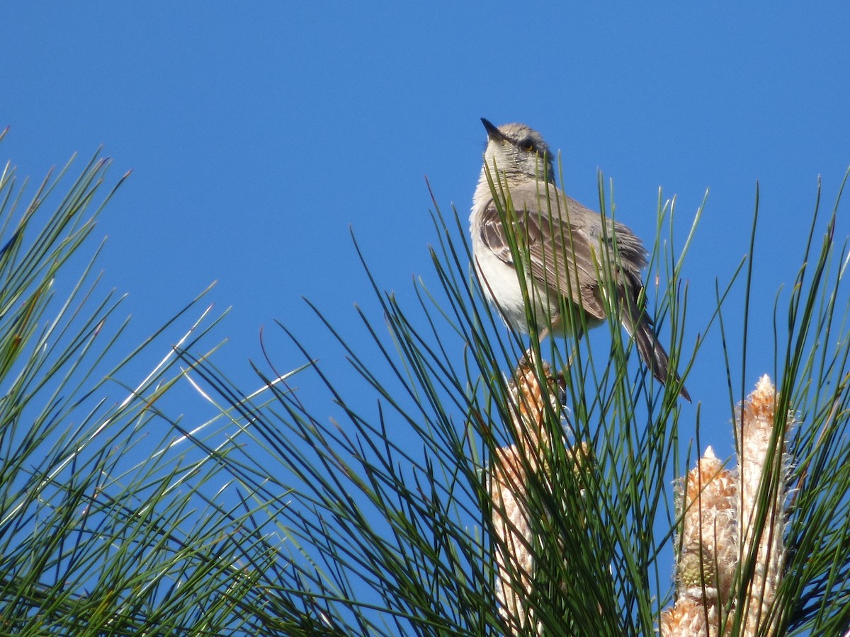 Northern Mockingbird - ML355267921