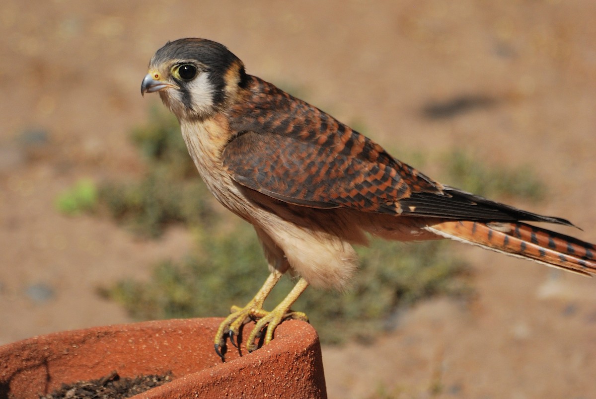 American Kestrel - ML355267941