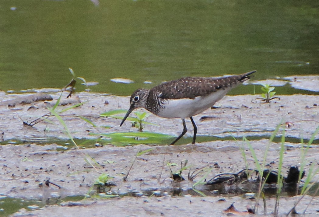 Solitary Sandpiper - ML355268231