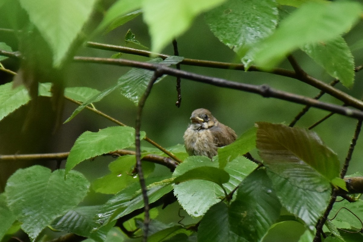 Indigo Bunting - ML355268251