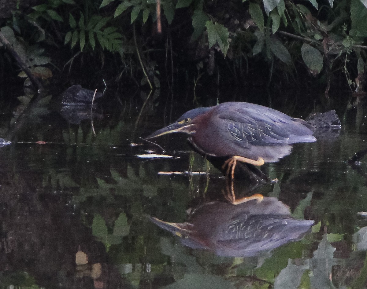 Green Heron - ML355268311