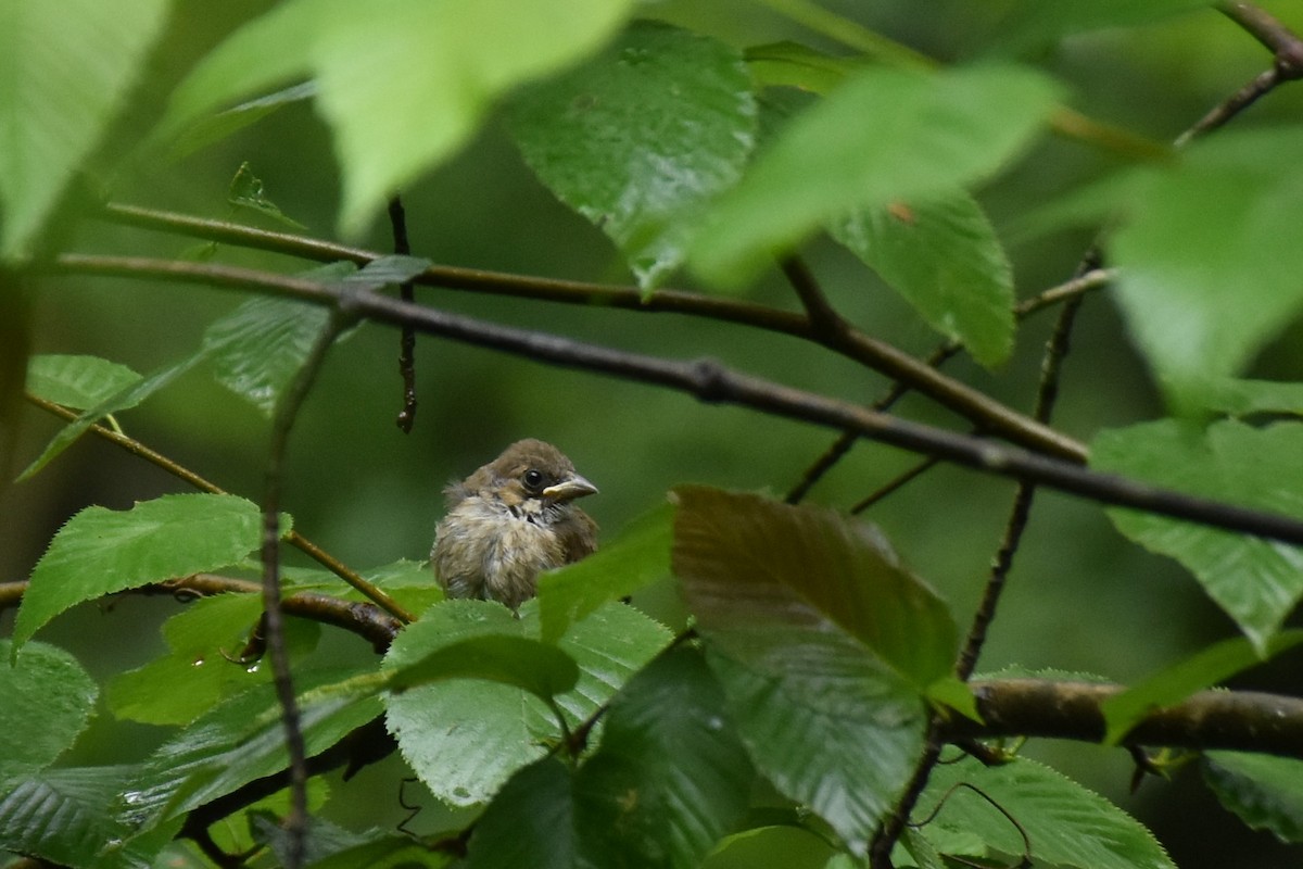 Indigo Bunting - ML355268511