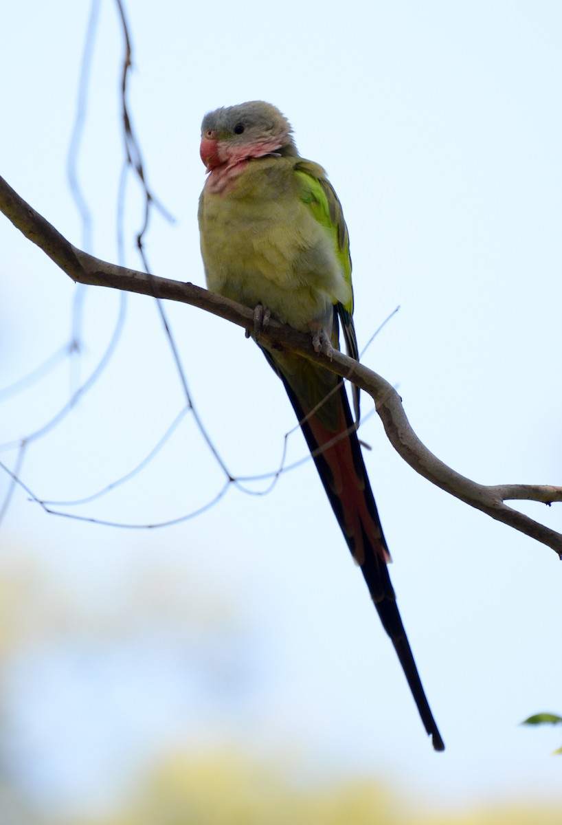 Розовогорлый попугай - ML35526951