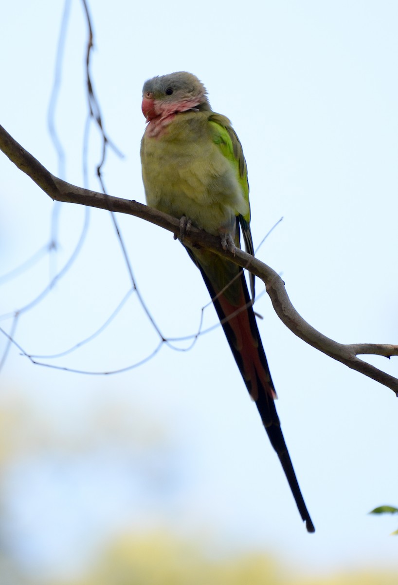 Princess Parrot - Bruce Wedderburn