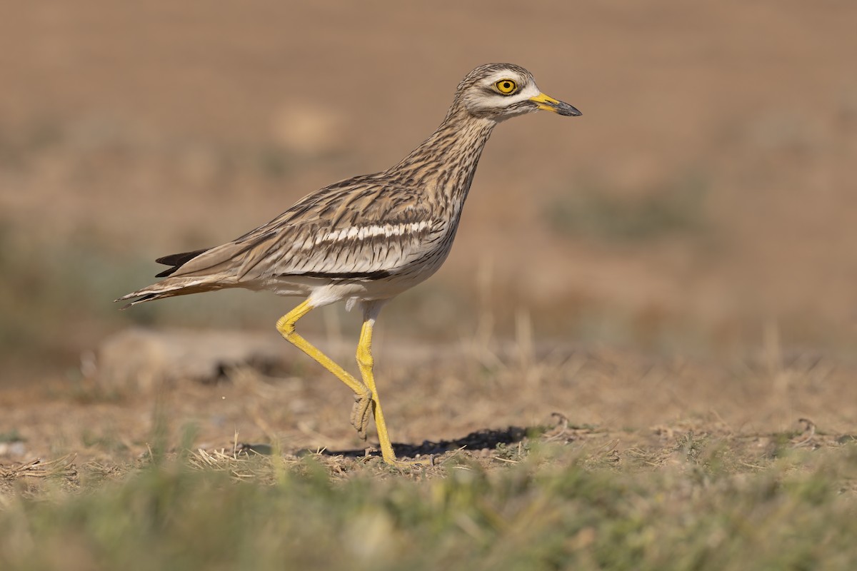 Eurasian Thick-knee - Marco Valentini