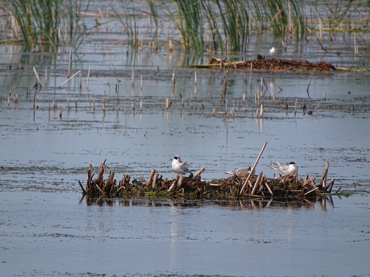 Forster's Tern - ML355272431