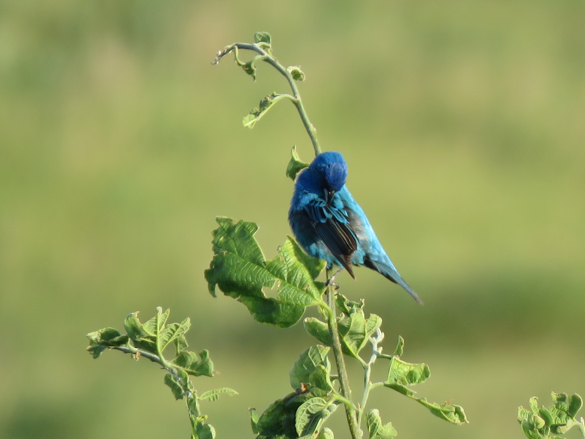 Indigo Bunting - ML355273831