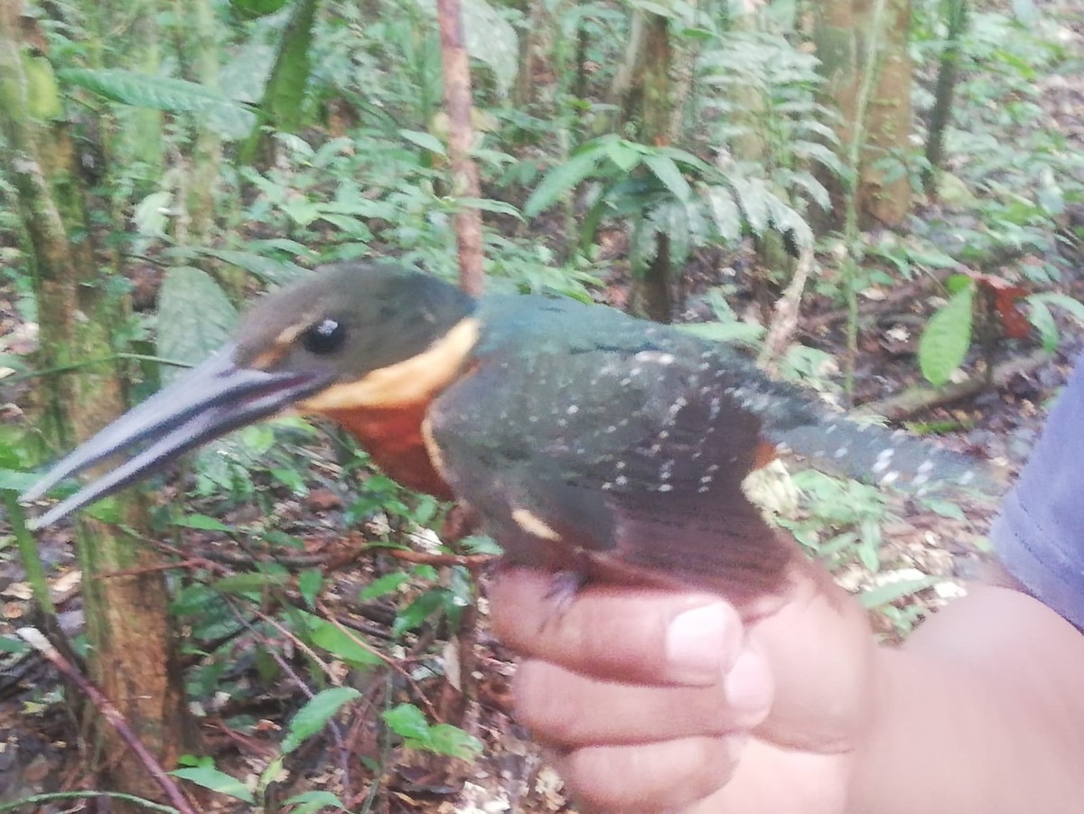 Green-and-rufous Kingfisher - ML355273941