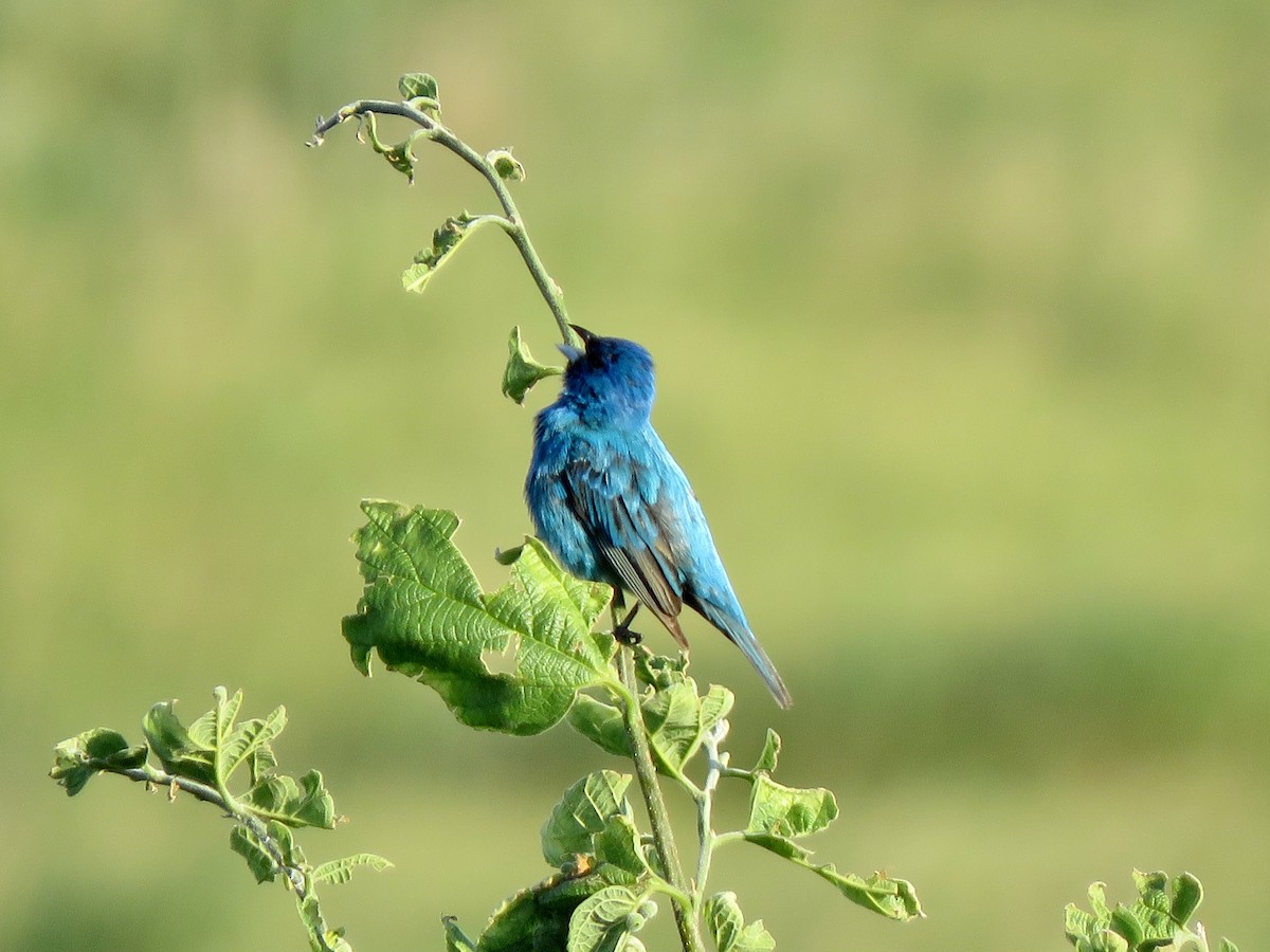 Indigo Bunting - ML355274301