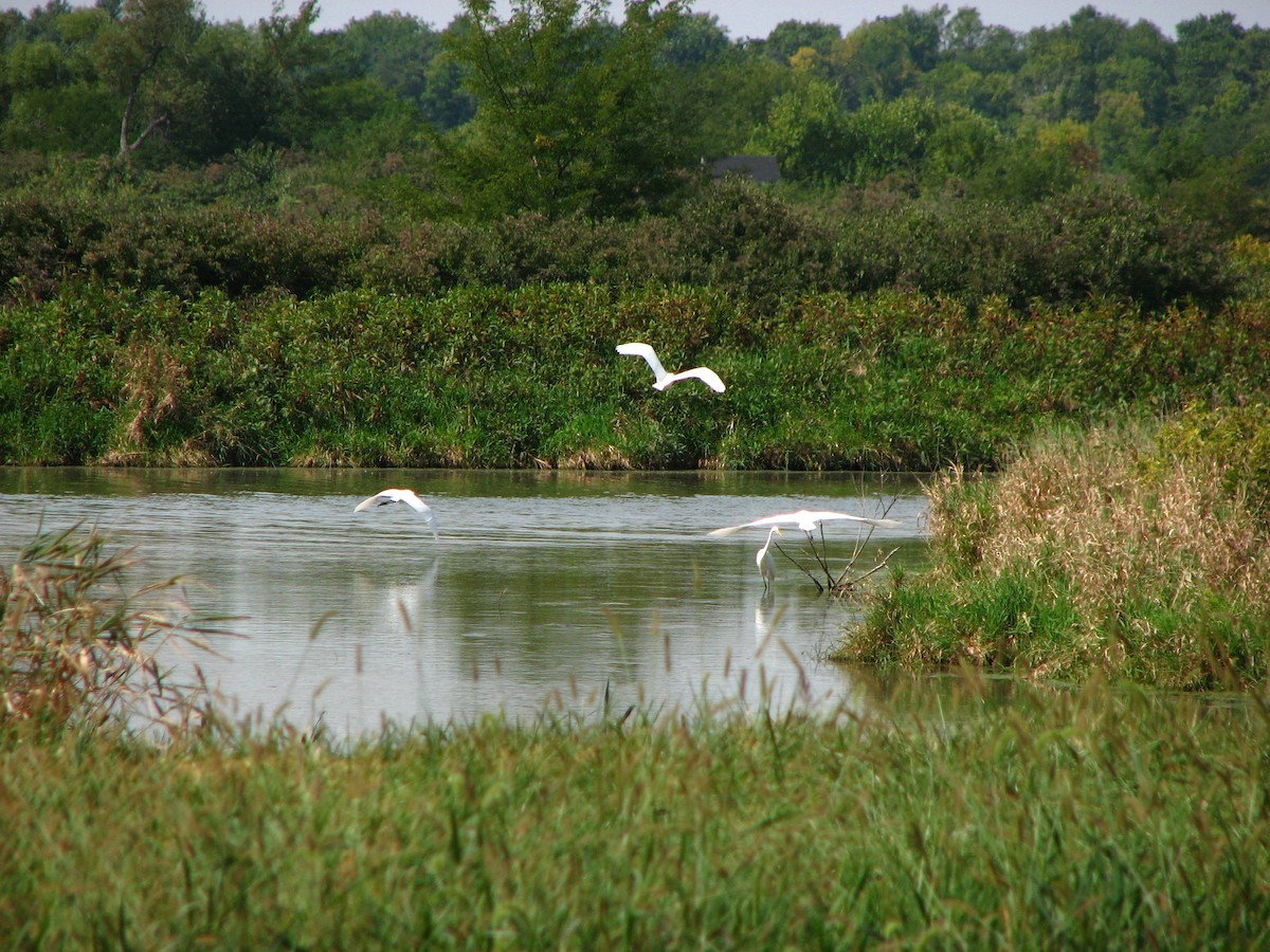 Great Egret - ML355274421