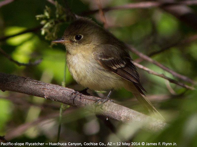 Western Flycatcher (Pacific-slope) - ML35527501