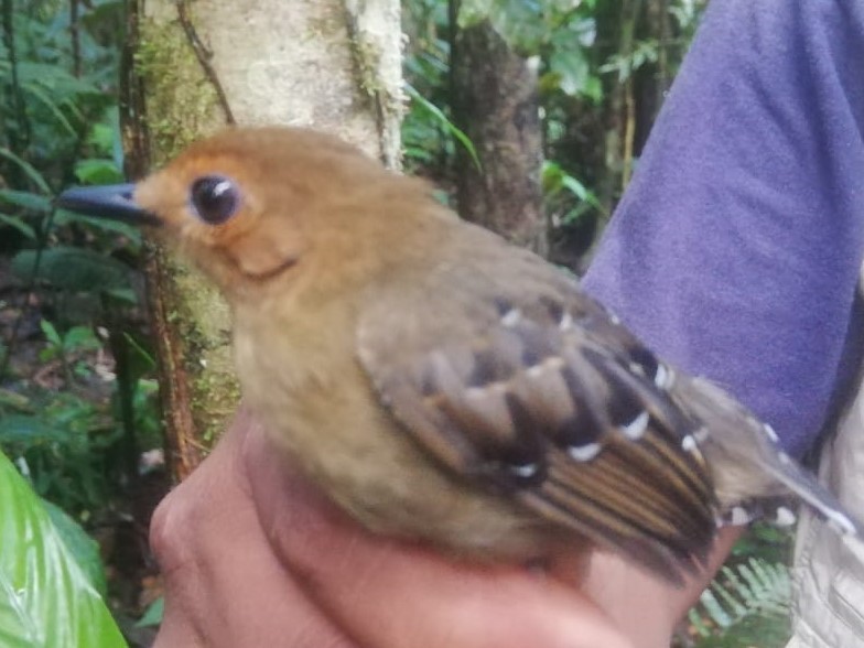 Common Scale-backed Antbird - ML355275531