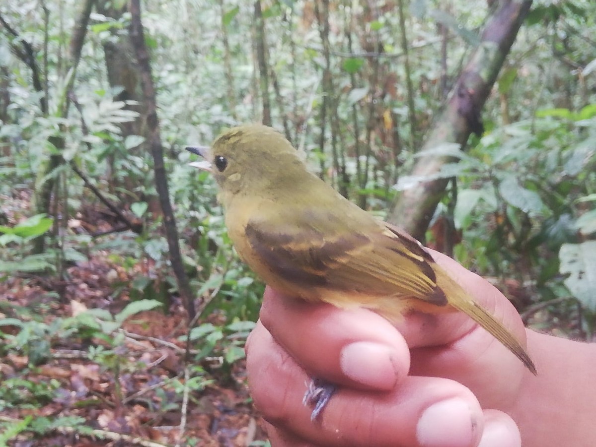 Ochre-bellied Flycatcher - ML355275831