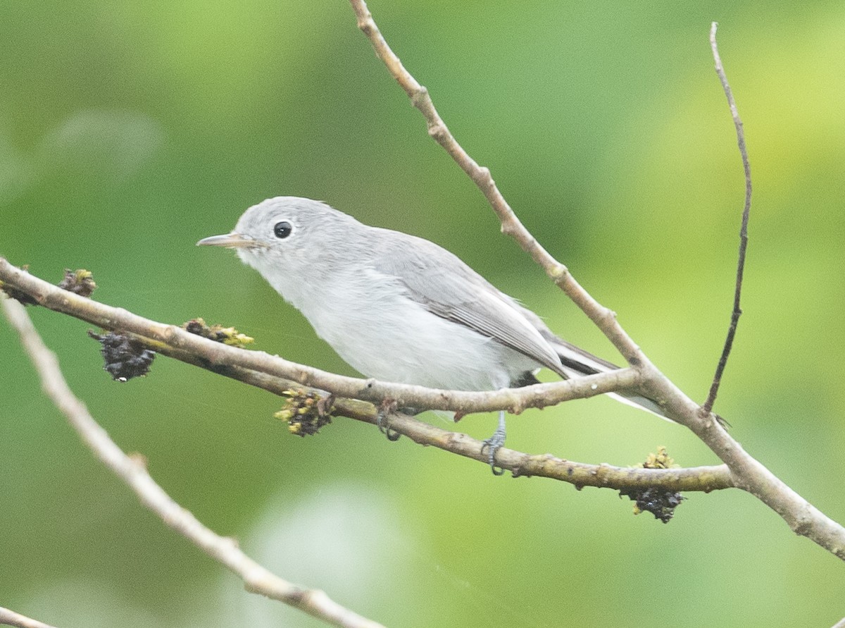 Blue-gray Gnatcatcher - ML355277681